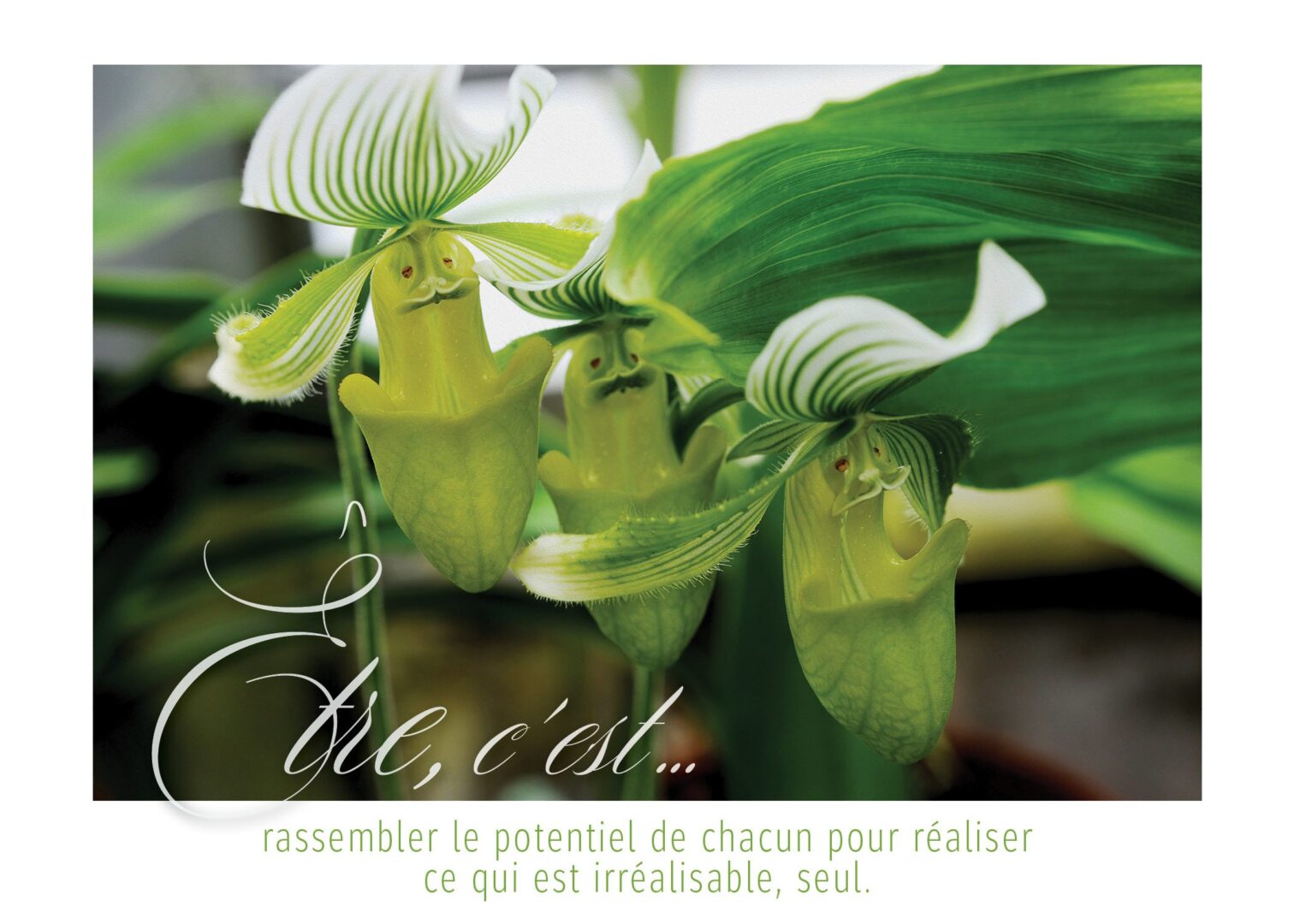 Les Solidaires