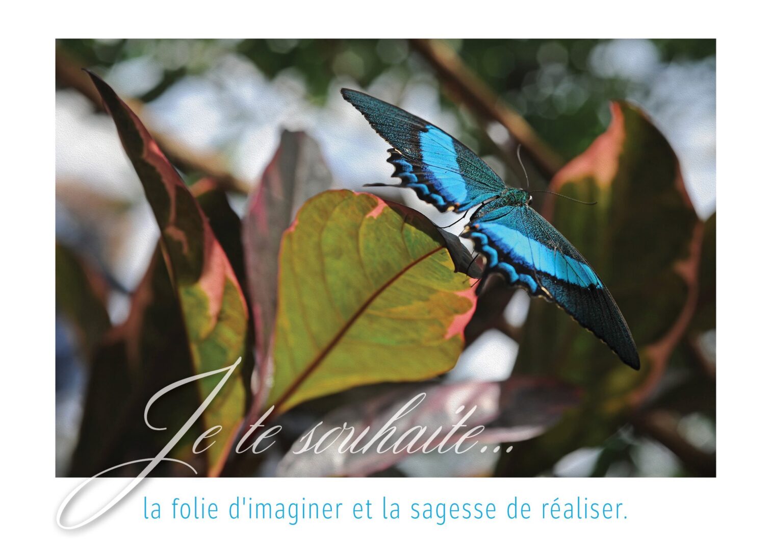 Le sage fou