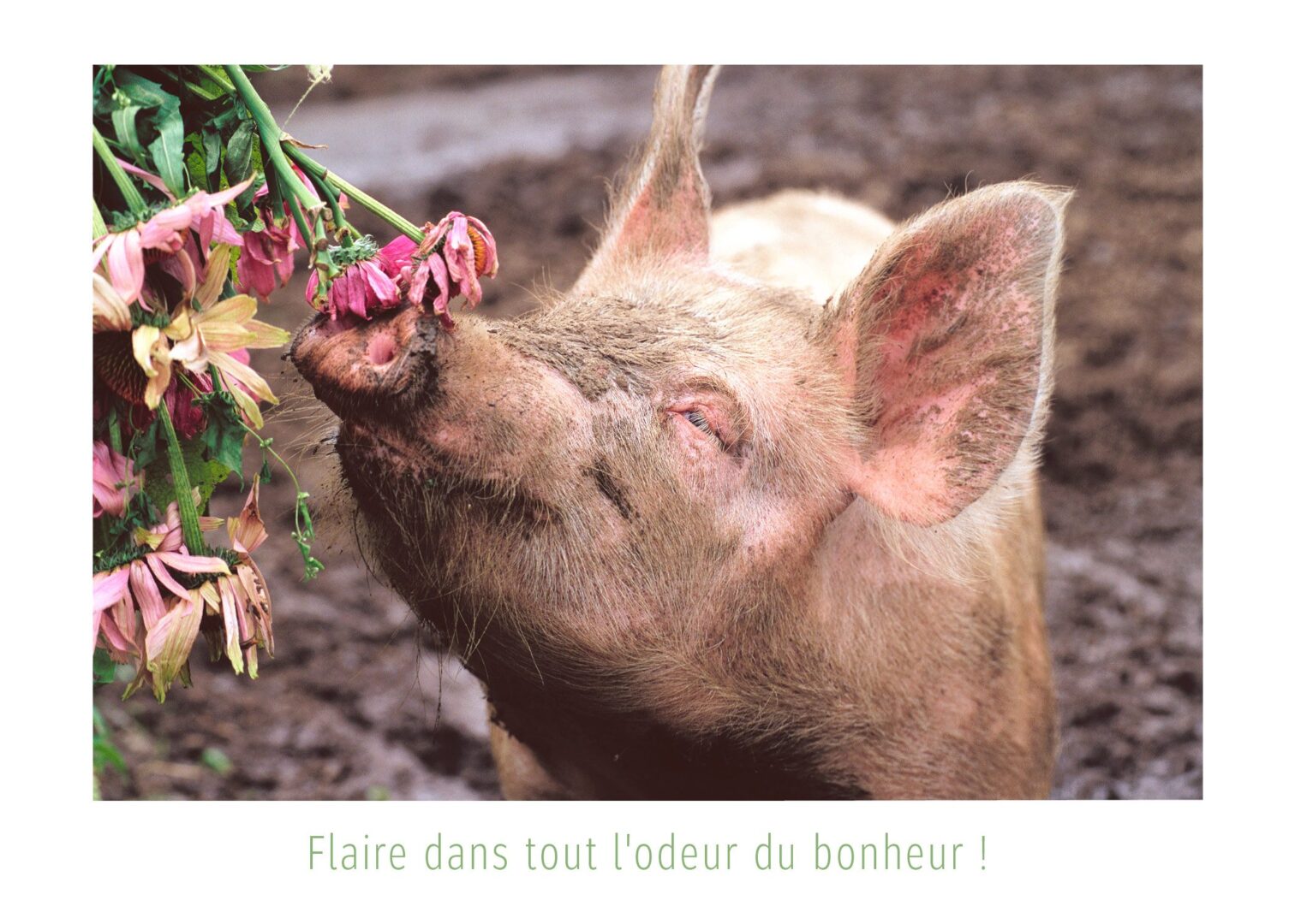 Adélard, la PorkStar