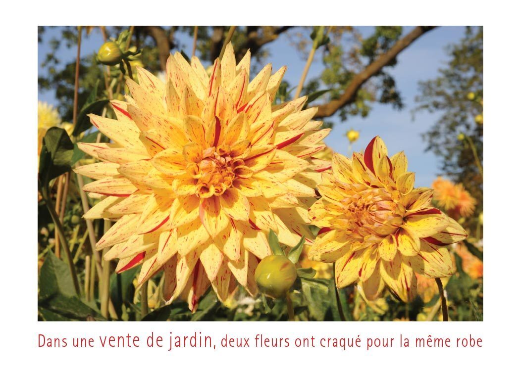 Les taches de rougeur